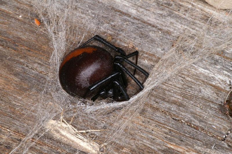 Latrodectus_hasselti_D3627_Z_75_Hamelin pool_Australie.jpg